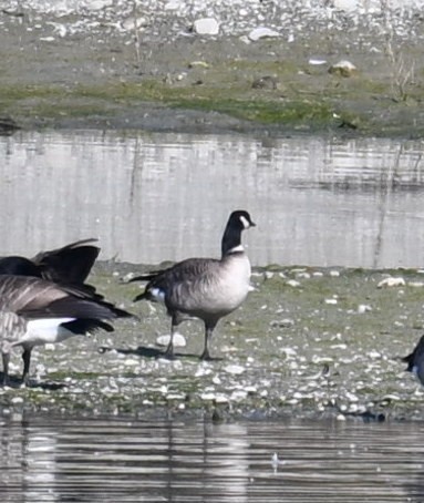 Bernache de Hutchins - ML646908054