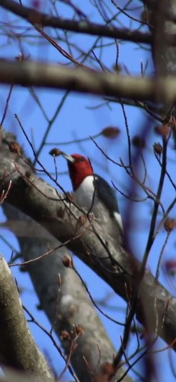 Red-headed Woodpecker - ML646908063