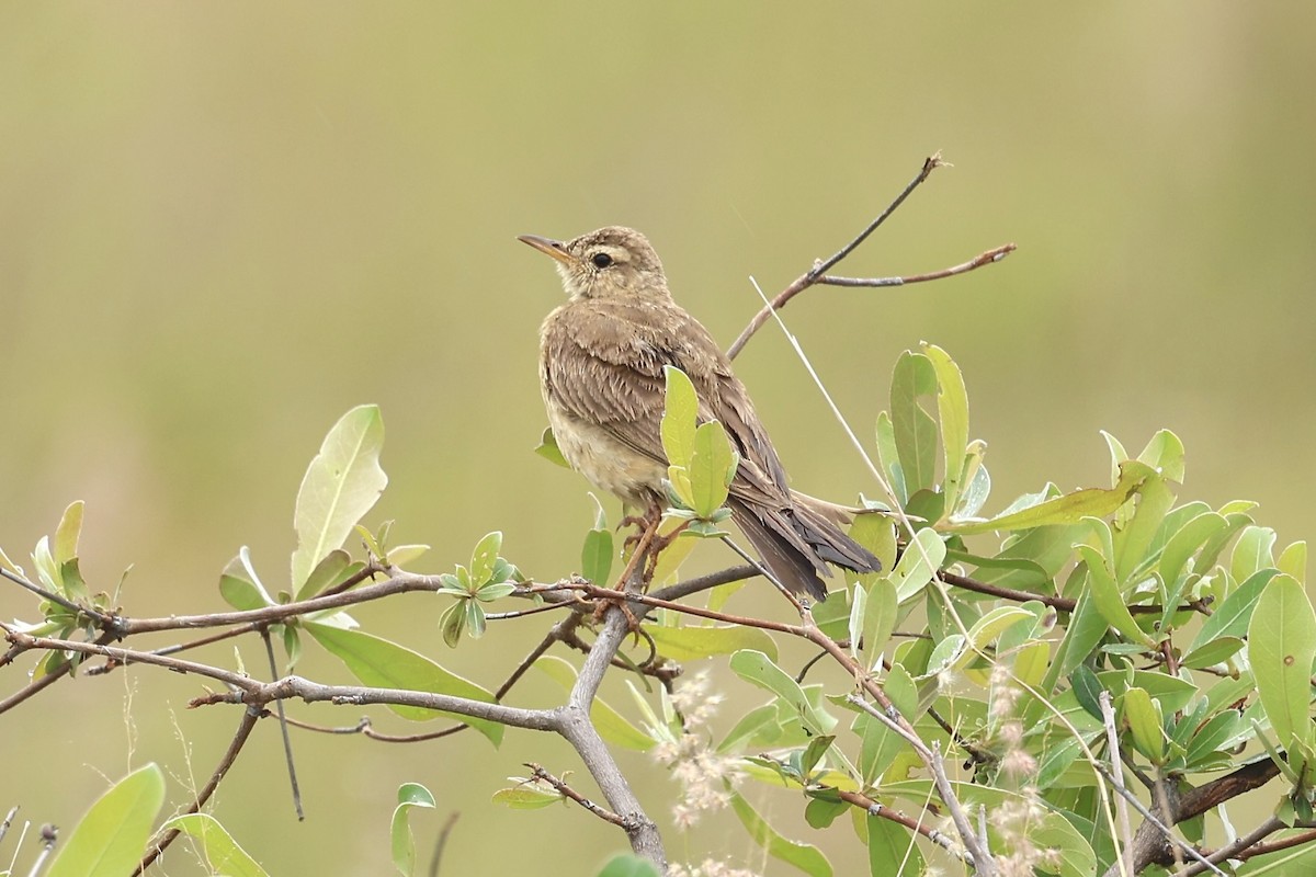Plain-backed Pipit - ML646908068