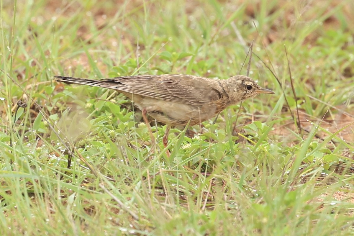 Plain-backed Pipit - ML646908069