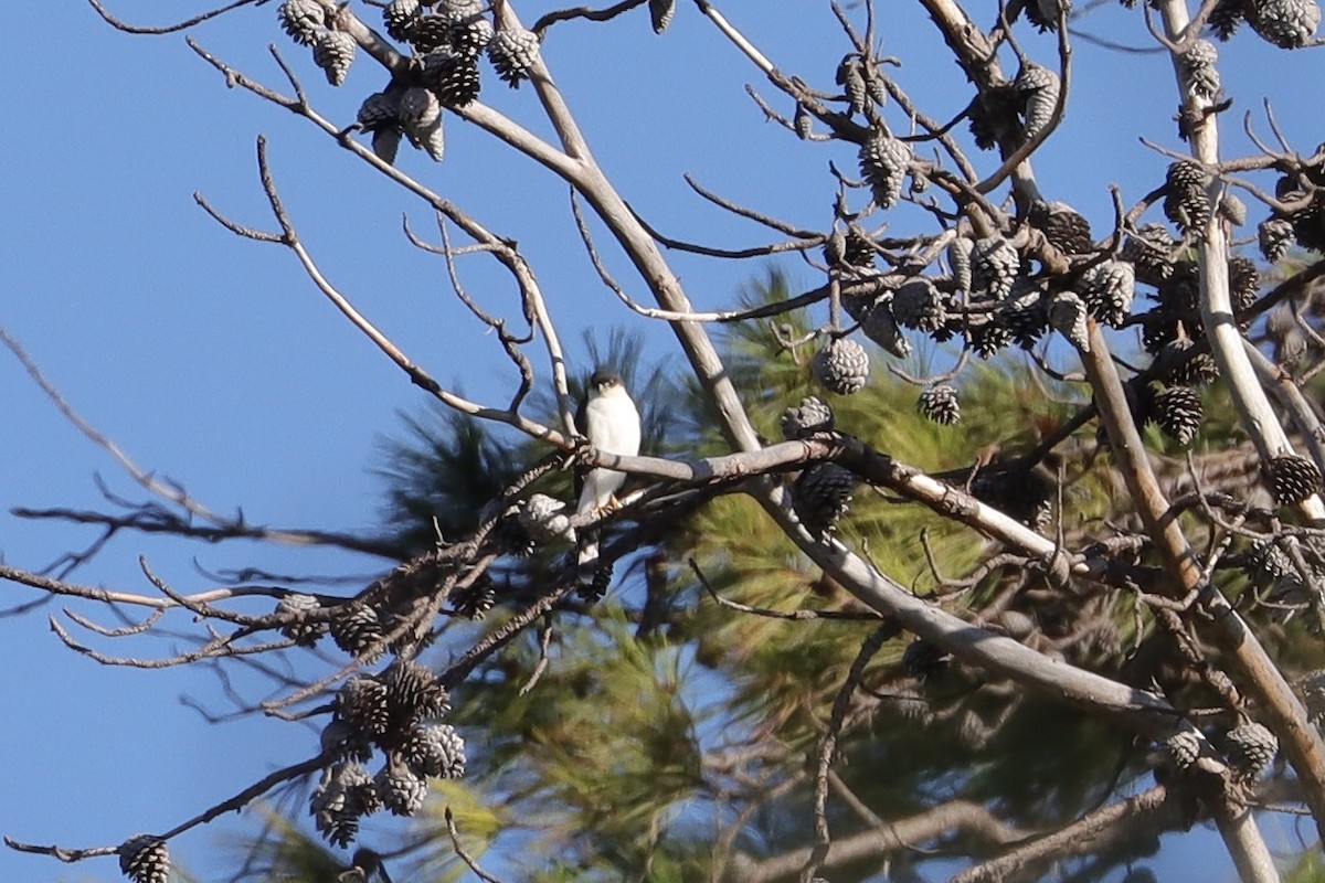 Sharp-shinned Hawk (White-breasted) - ML646908071