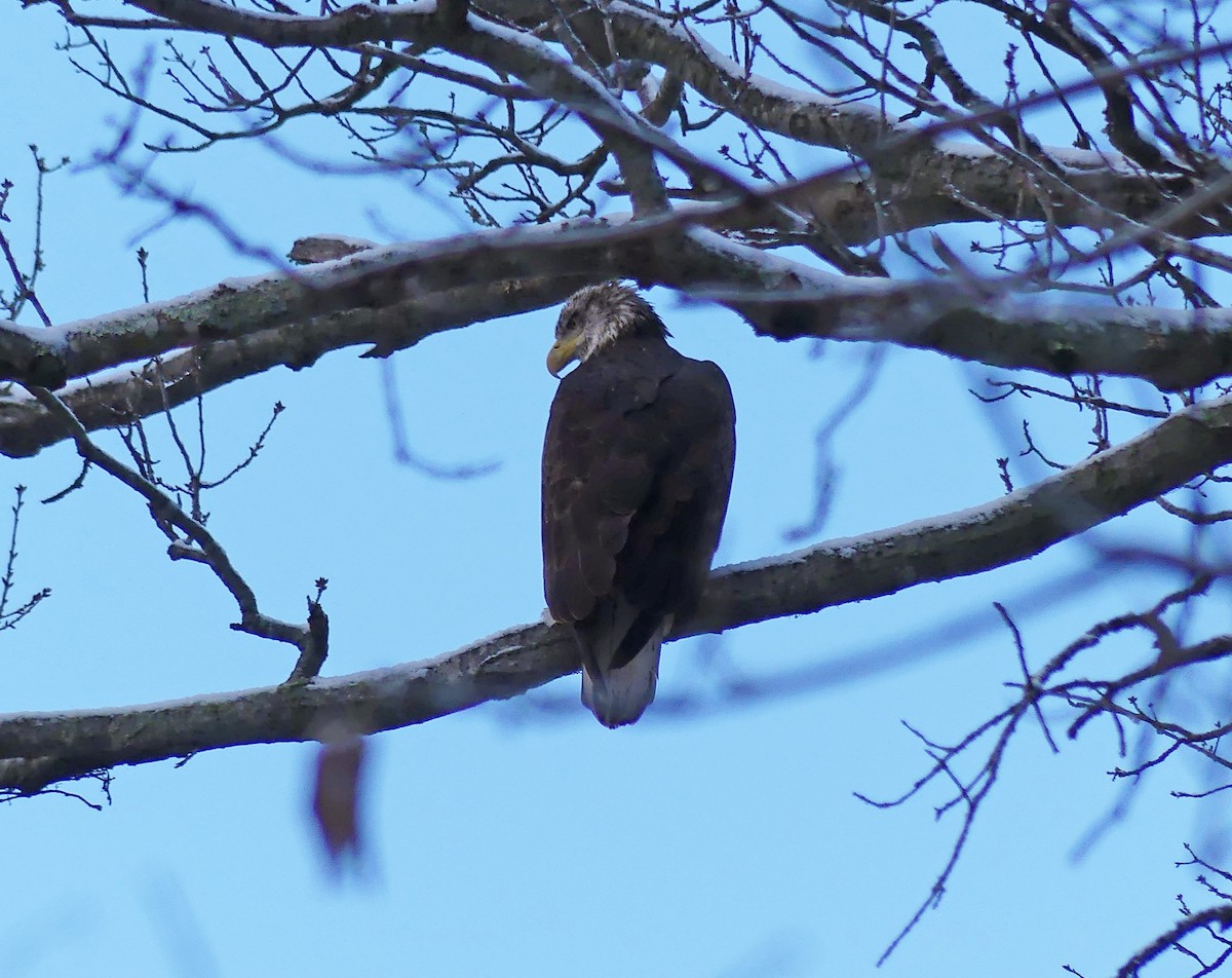 Bald Eagle - ML646908073