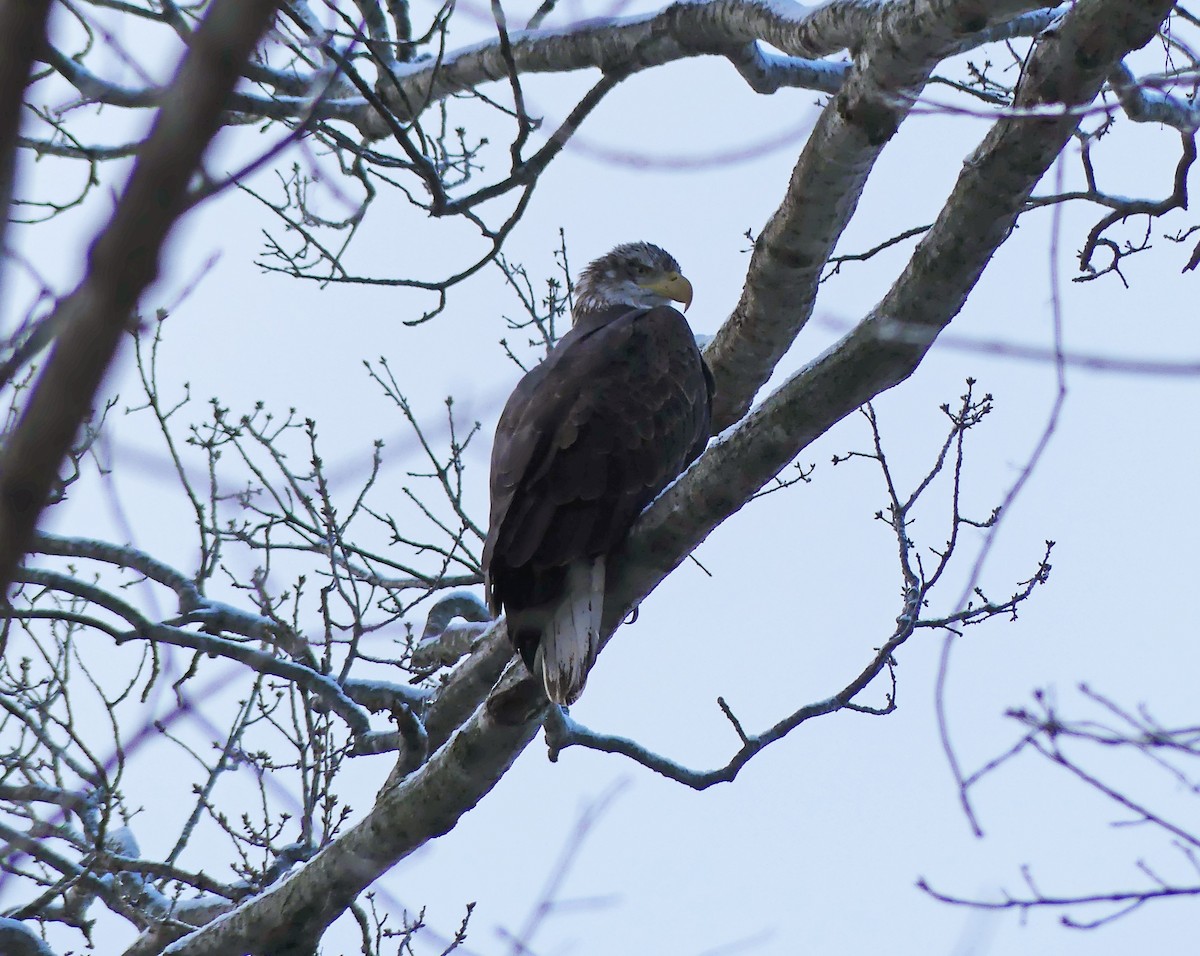 Bald Eagle - ML646908074