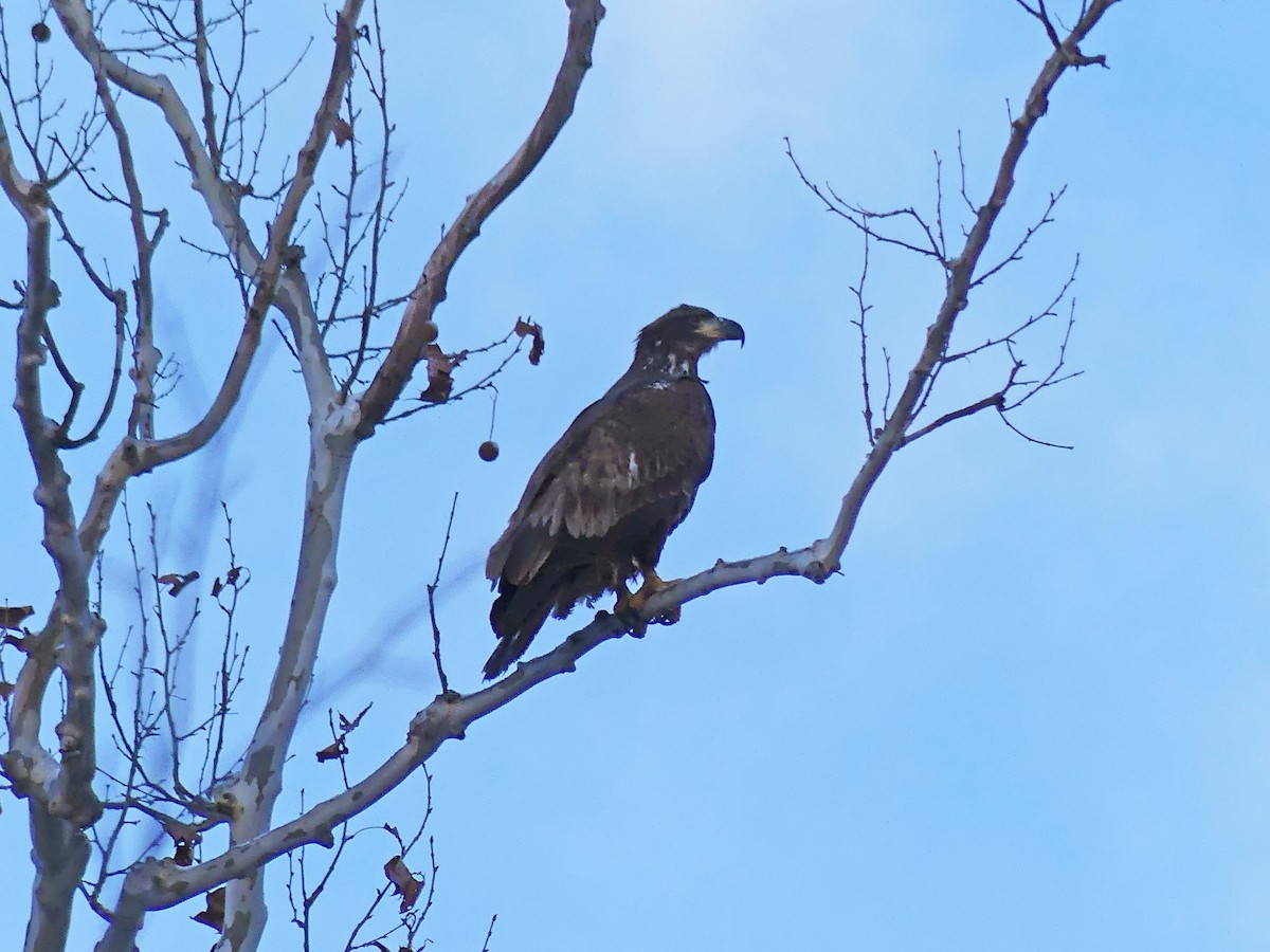 Bald Eagle - ML646908075