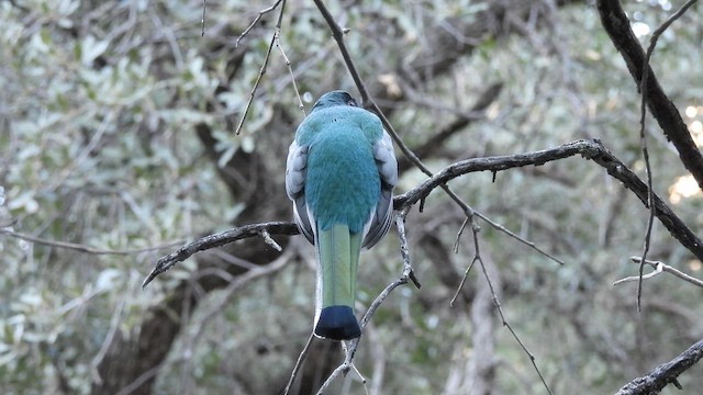 Coppery-tailed Trogon - ML646908078
