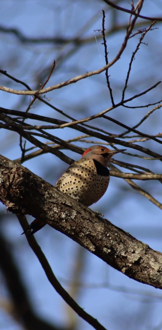 Northern Flicker - ML646908089