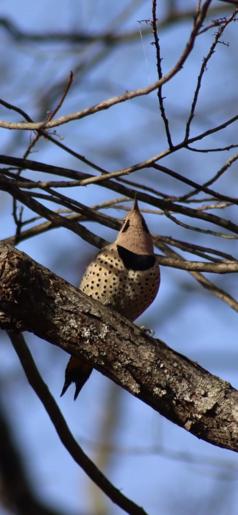Northern Flicker - ML646908090