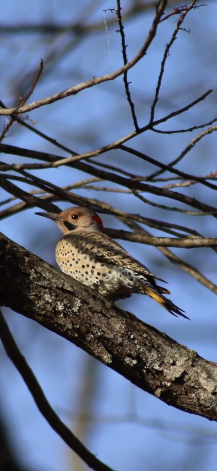 Northern Flicker - ML646908091