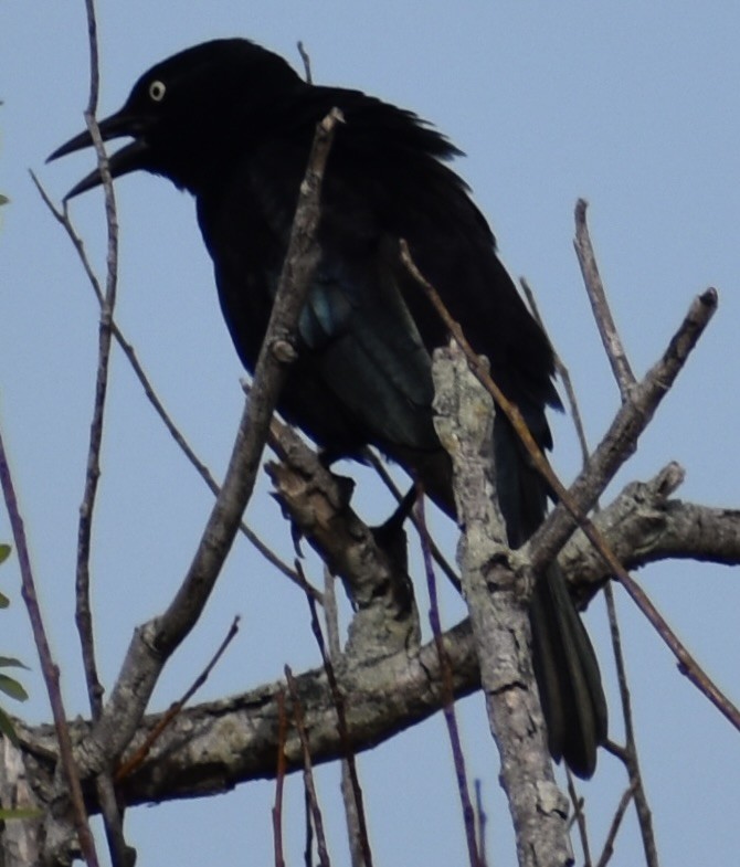 Mor Kiskal - ML646908099