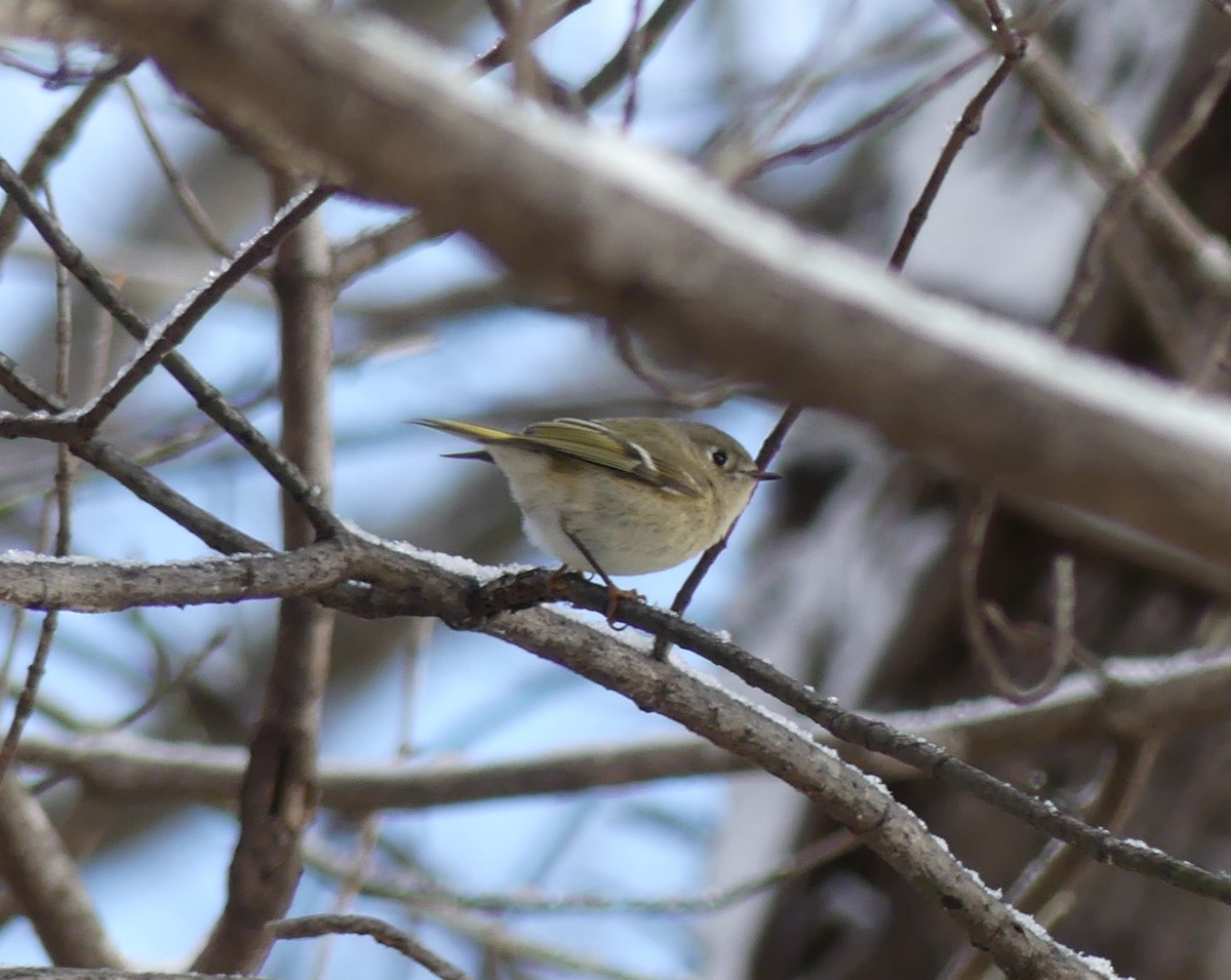 Ruby-crowned Kinglet - ML646908100