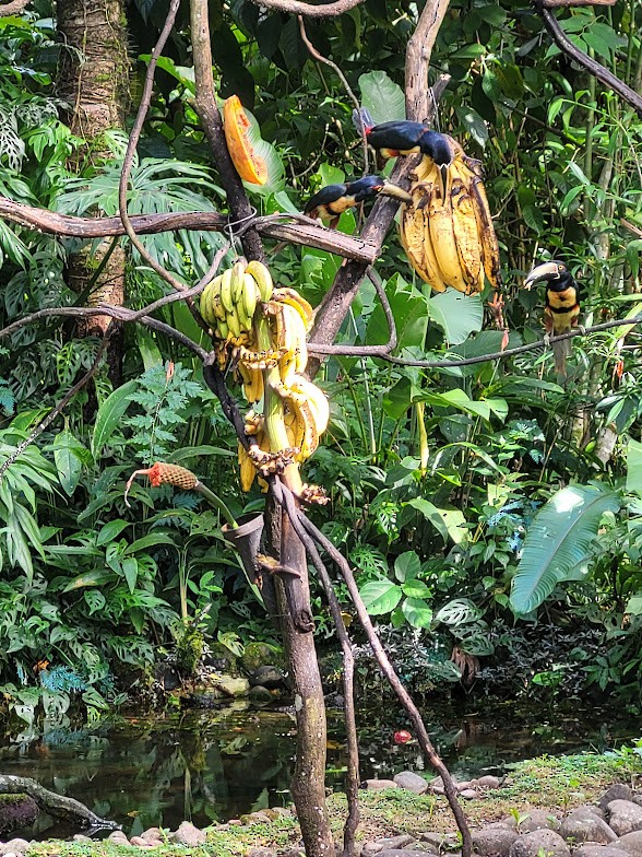 Collared Aracari - ML646908101