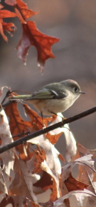 Ruby-crowned Kinglet - ML646908106