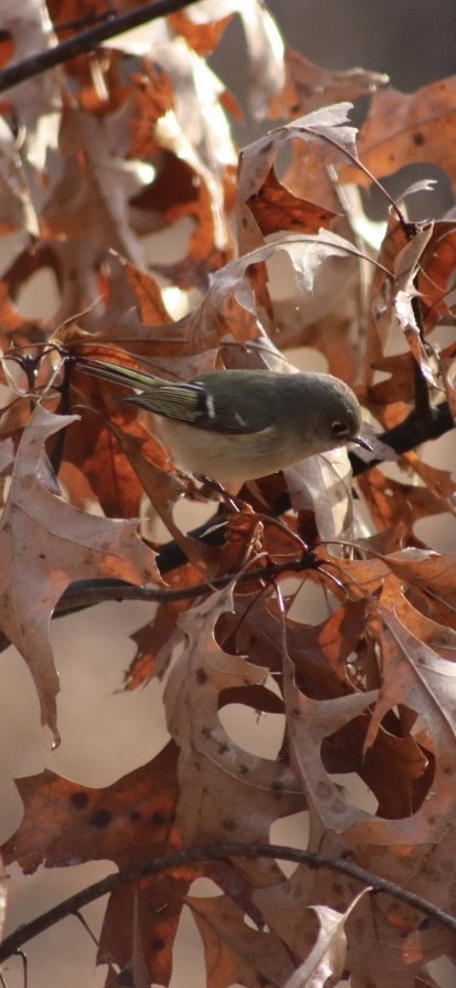 Ruby-crowned Kinglet - ML646908107