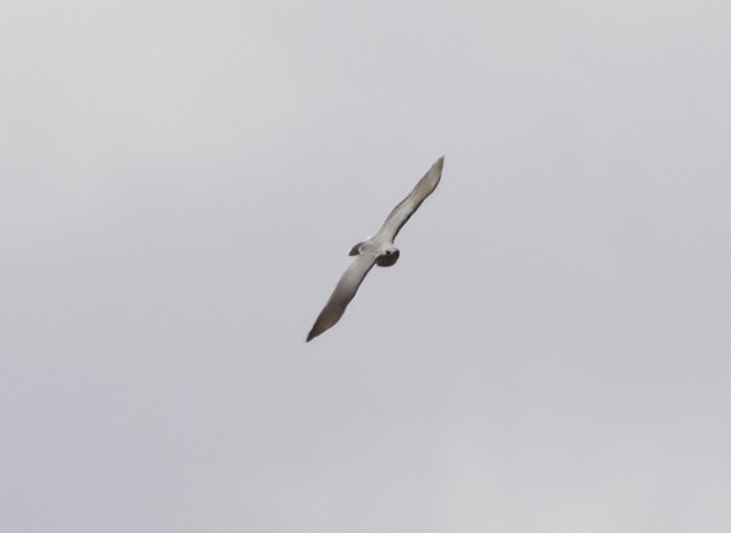 gabarhauk - ML646908109