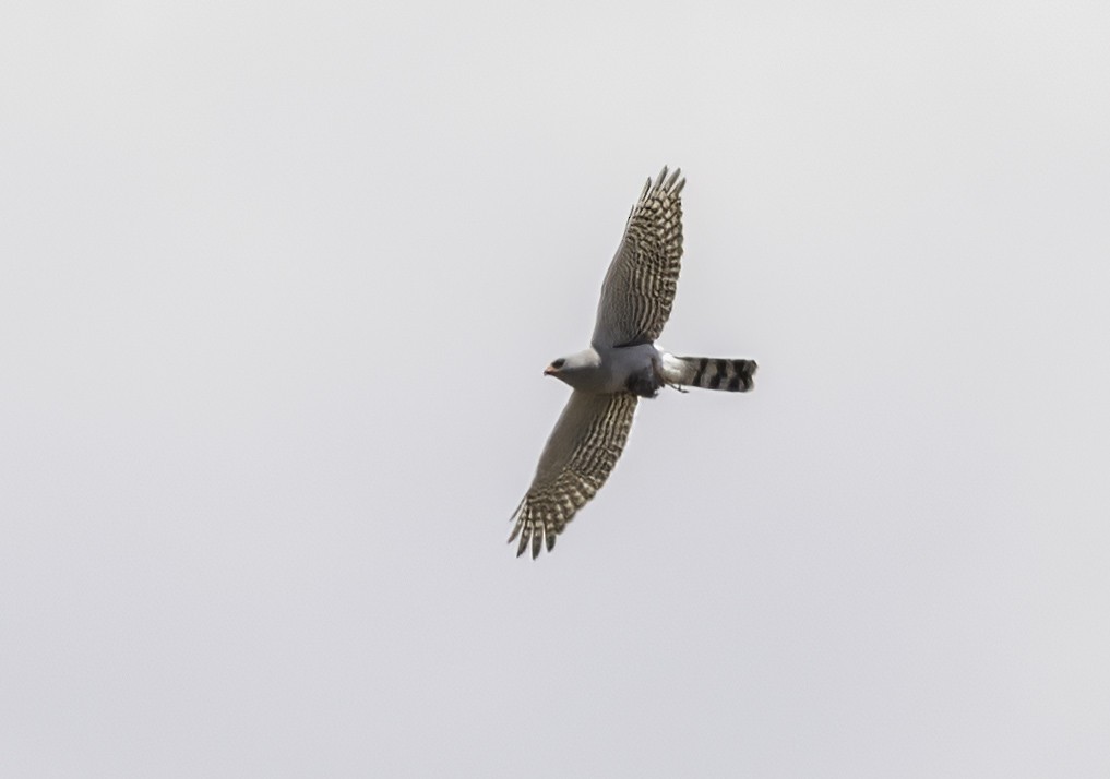 gabarhauk - ML646908110