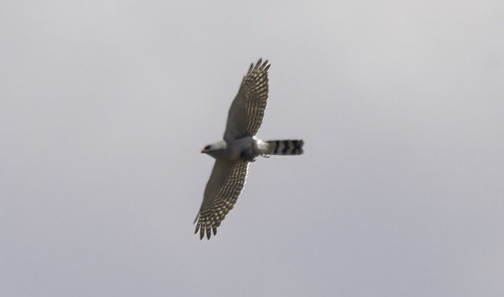 gabarhauk - ML646908111