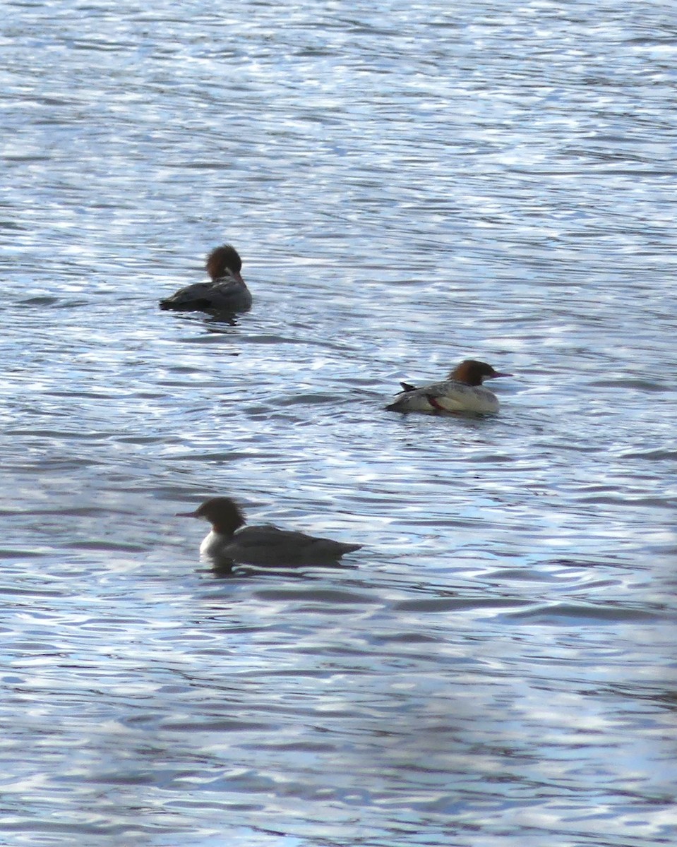 Common Merganser - ML646908112