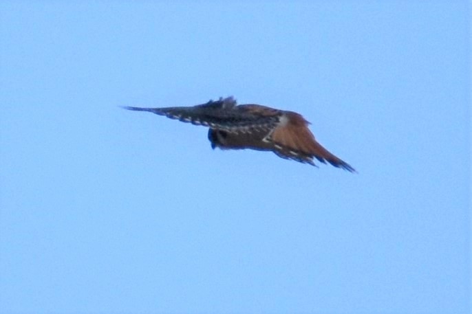 American Kestrel - ML646908113