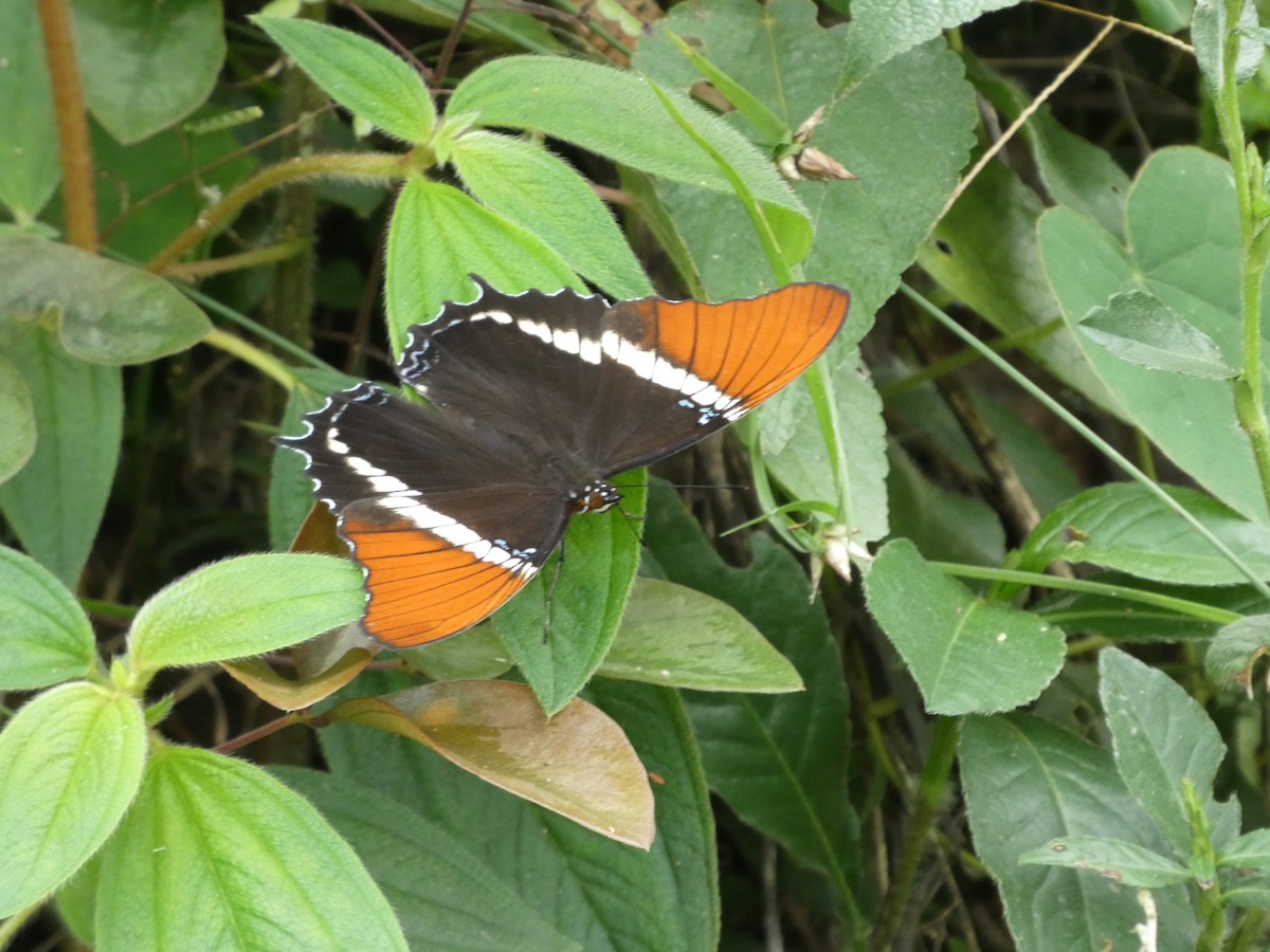 Animales - ML646908117