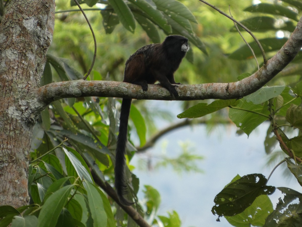 Animales - ML646908118