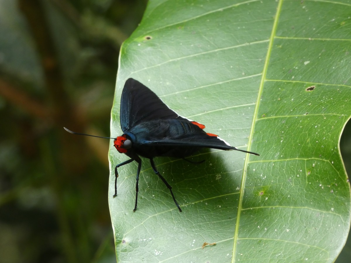 Animales - ML646908119