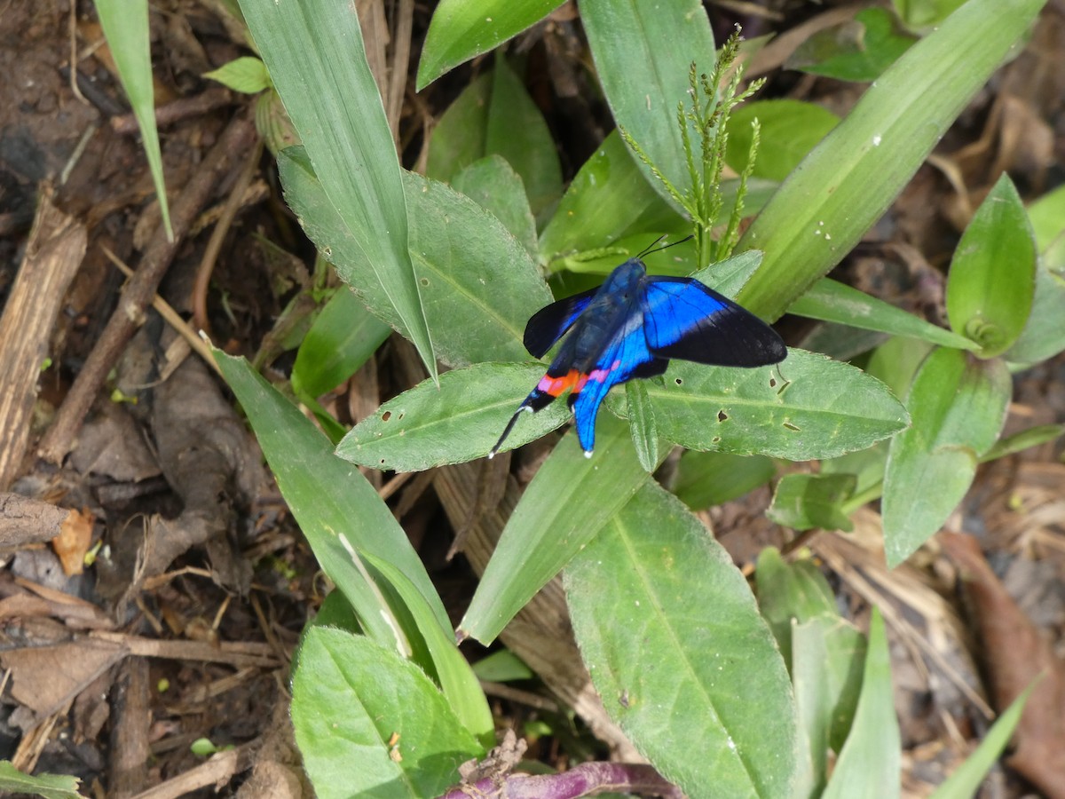 Animales - ML646908120