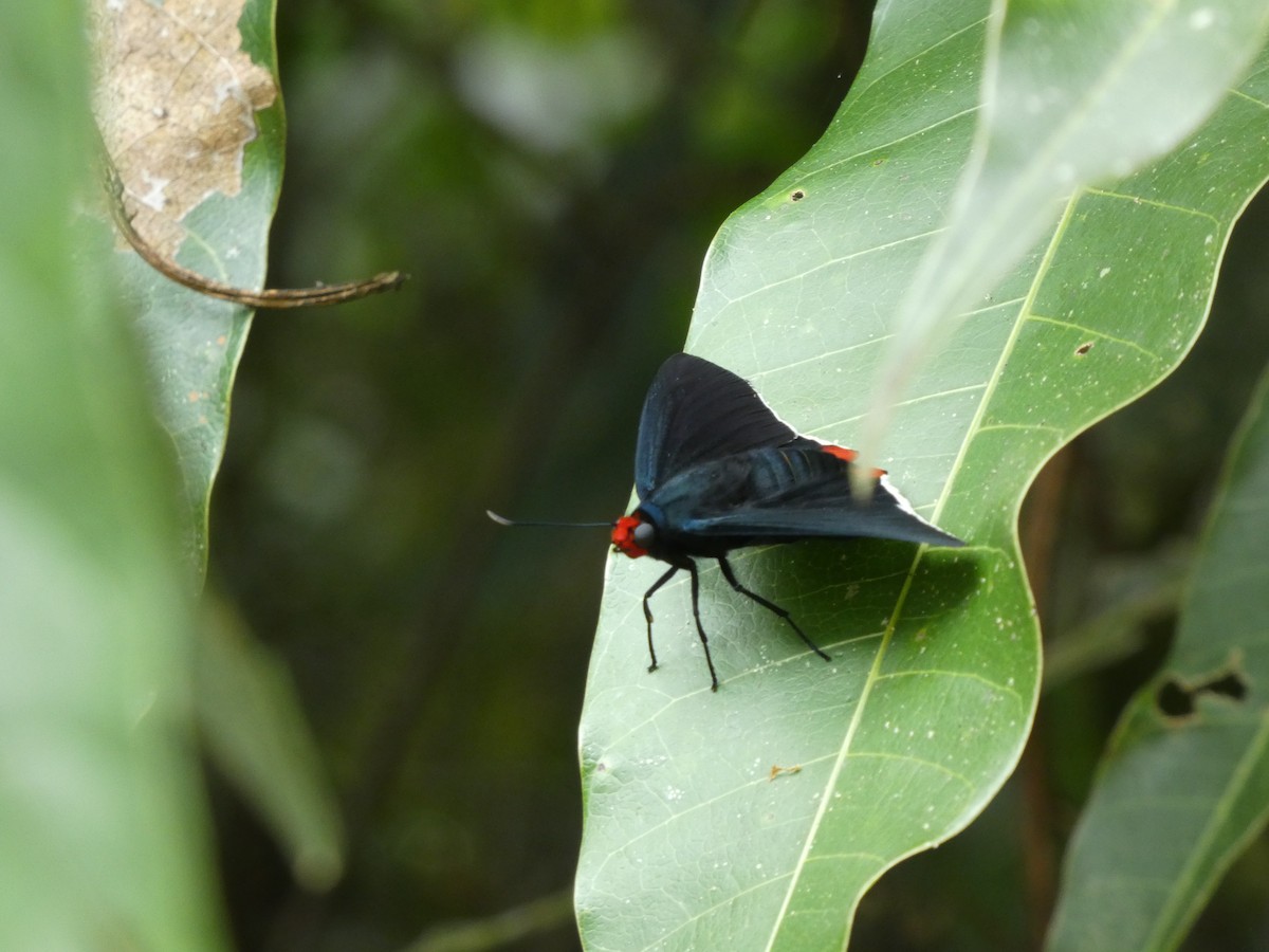 Animales - ML646908121