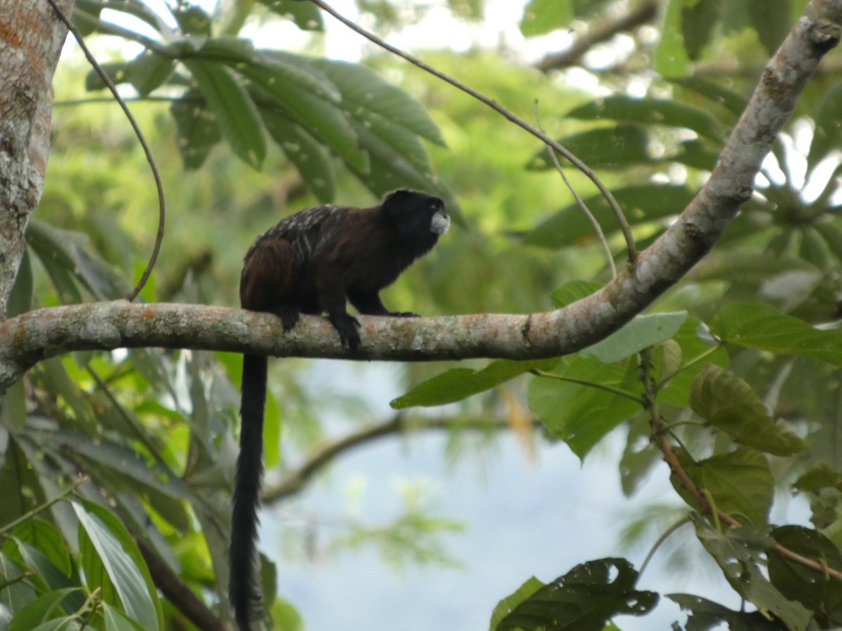 Animales - ML646908122