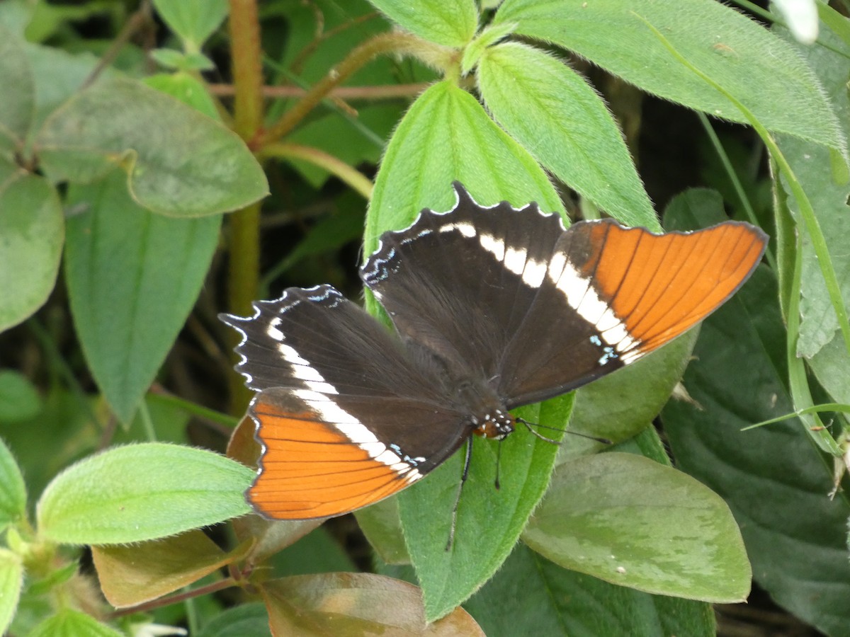 Animales - ML646908123