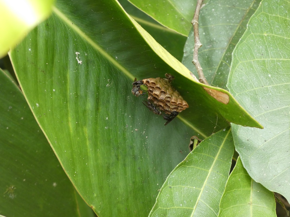 Animales - ML646908124