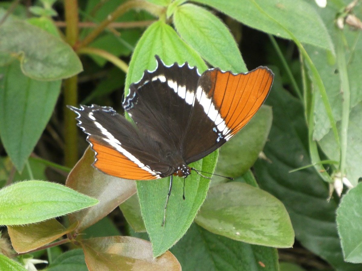 Animales - ML646908125