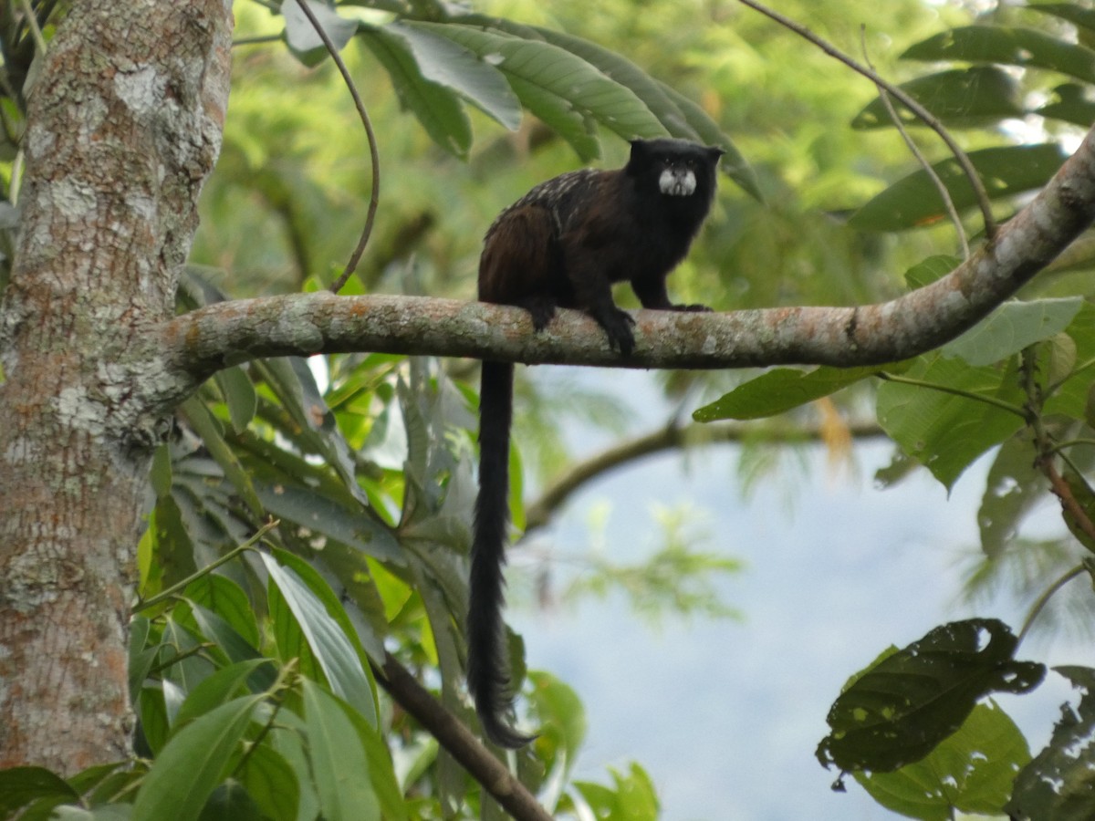 Animales - ML646908126