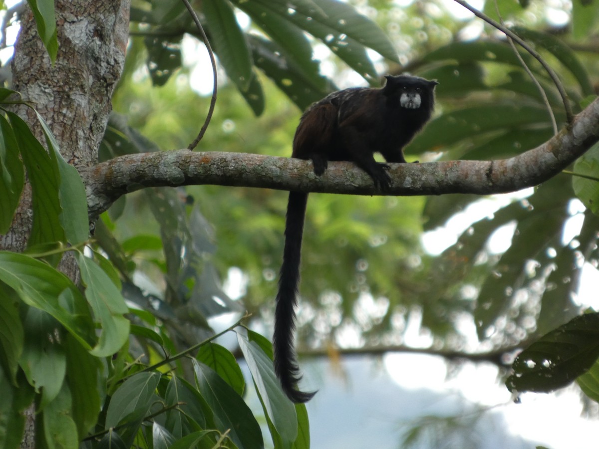 Animales - ML646908127