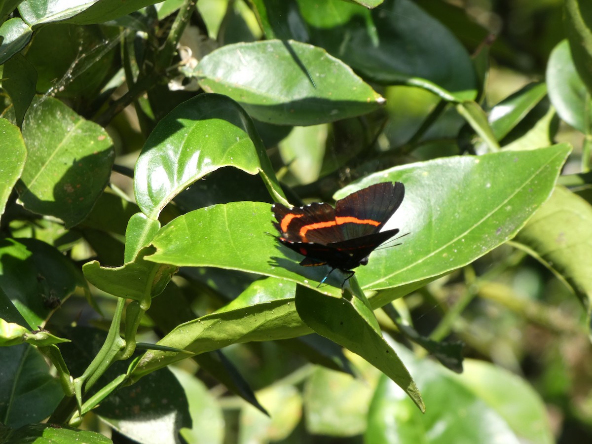 Animales - ML646908128