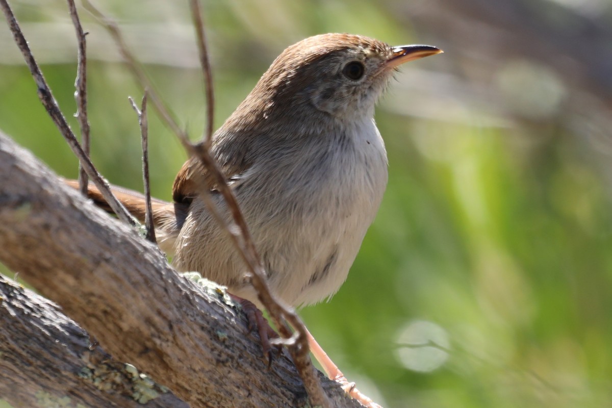 Gray-backed Cisticola - ML646908129
