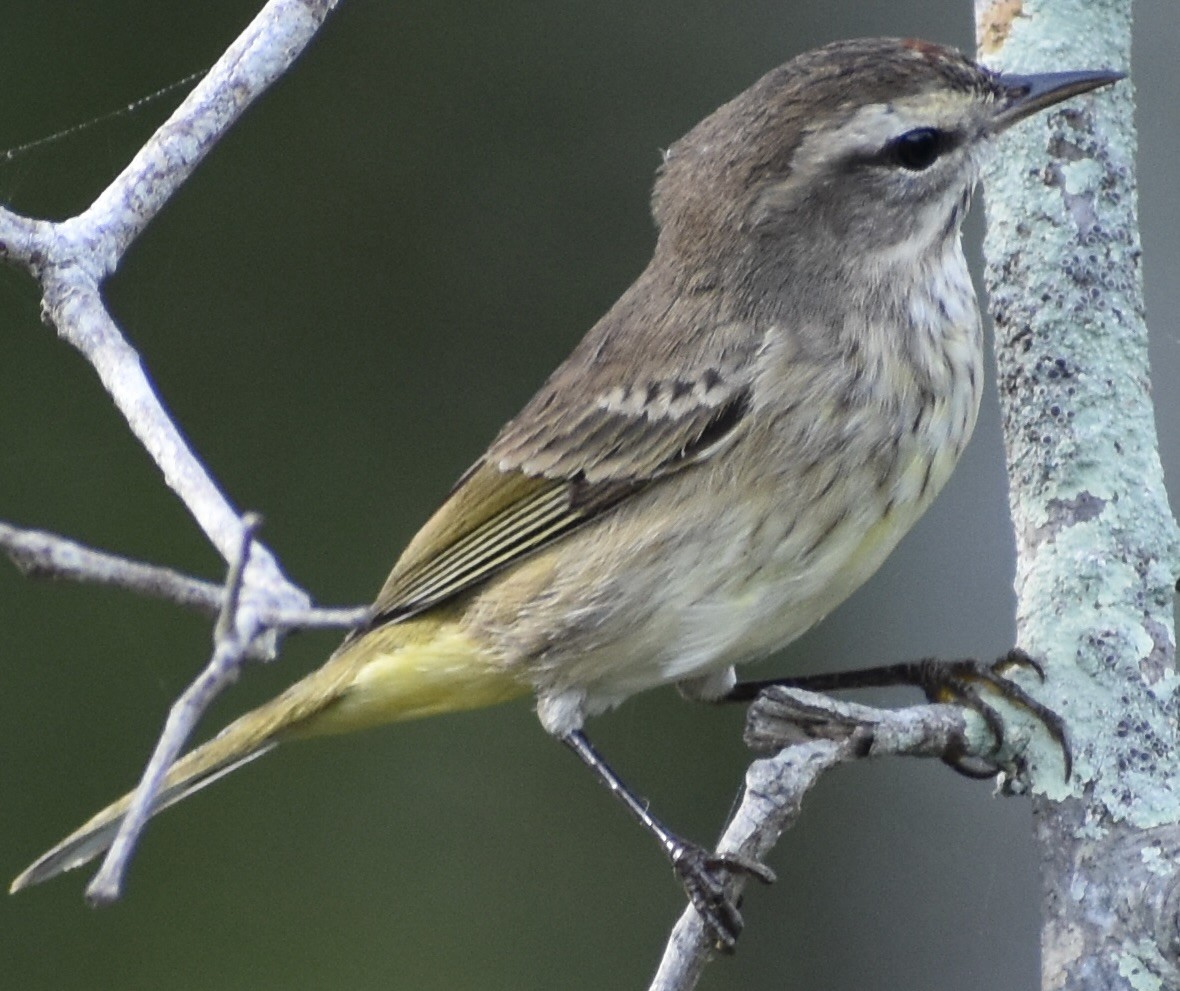 Palmiye Ötleğeni - ML646908130