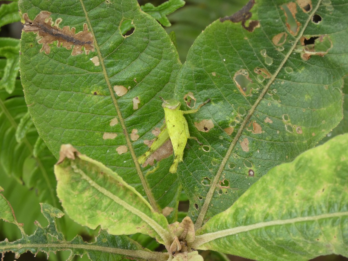 Animales - ML646908137