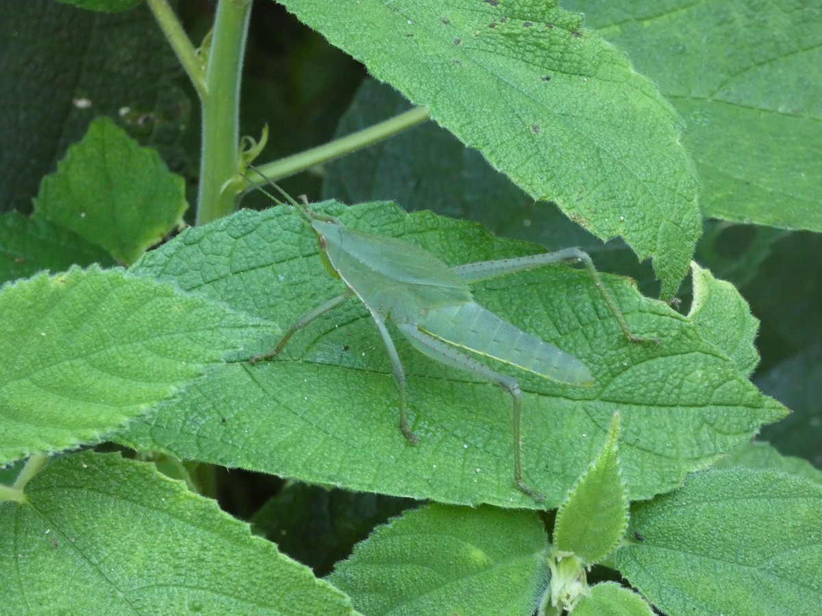 Animales - ML646908138