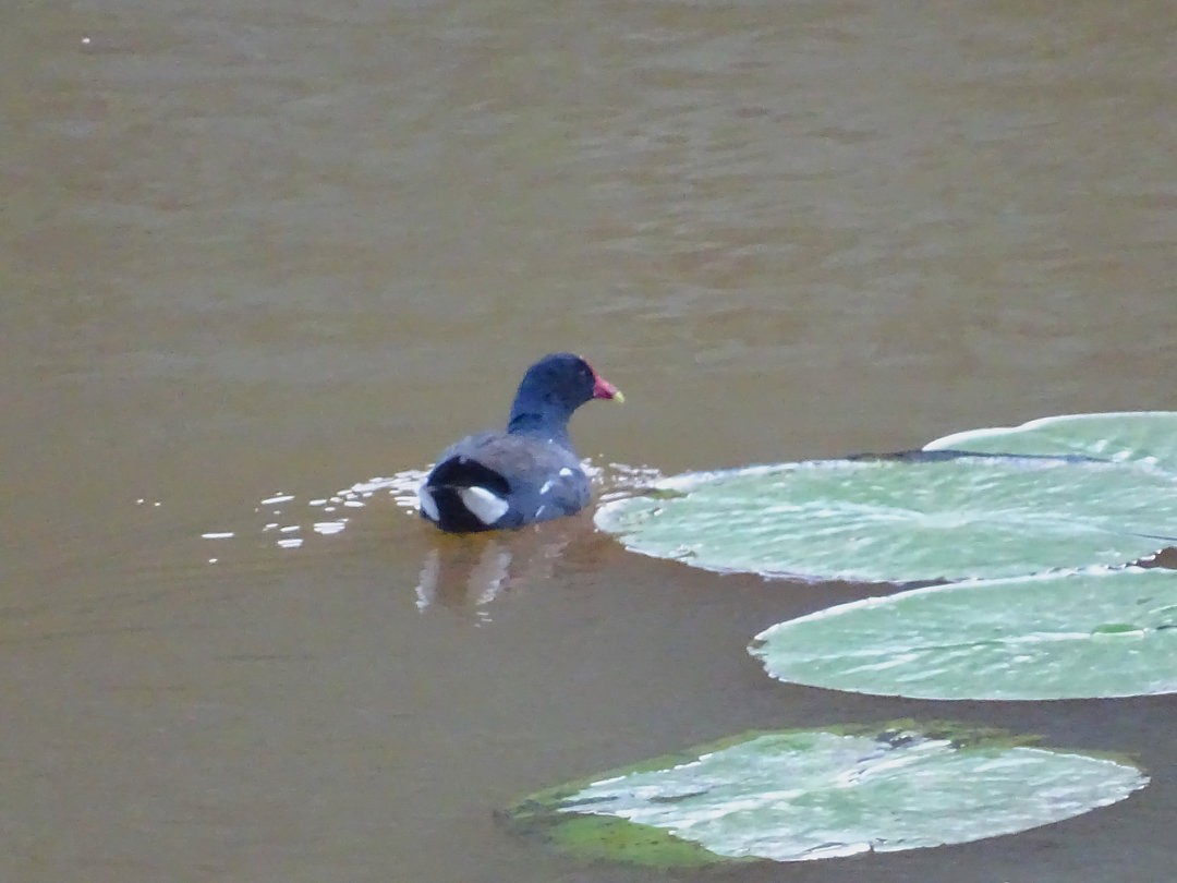 Gallinule d'Amérique - ML646908139