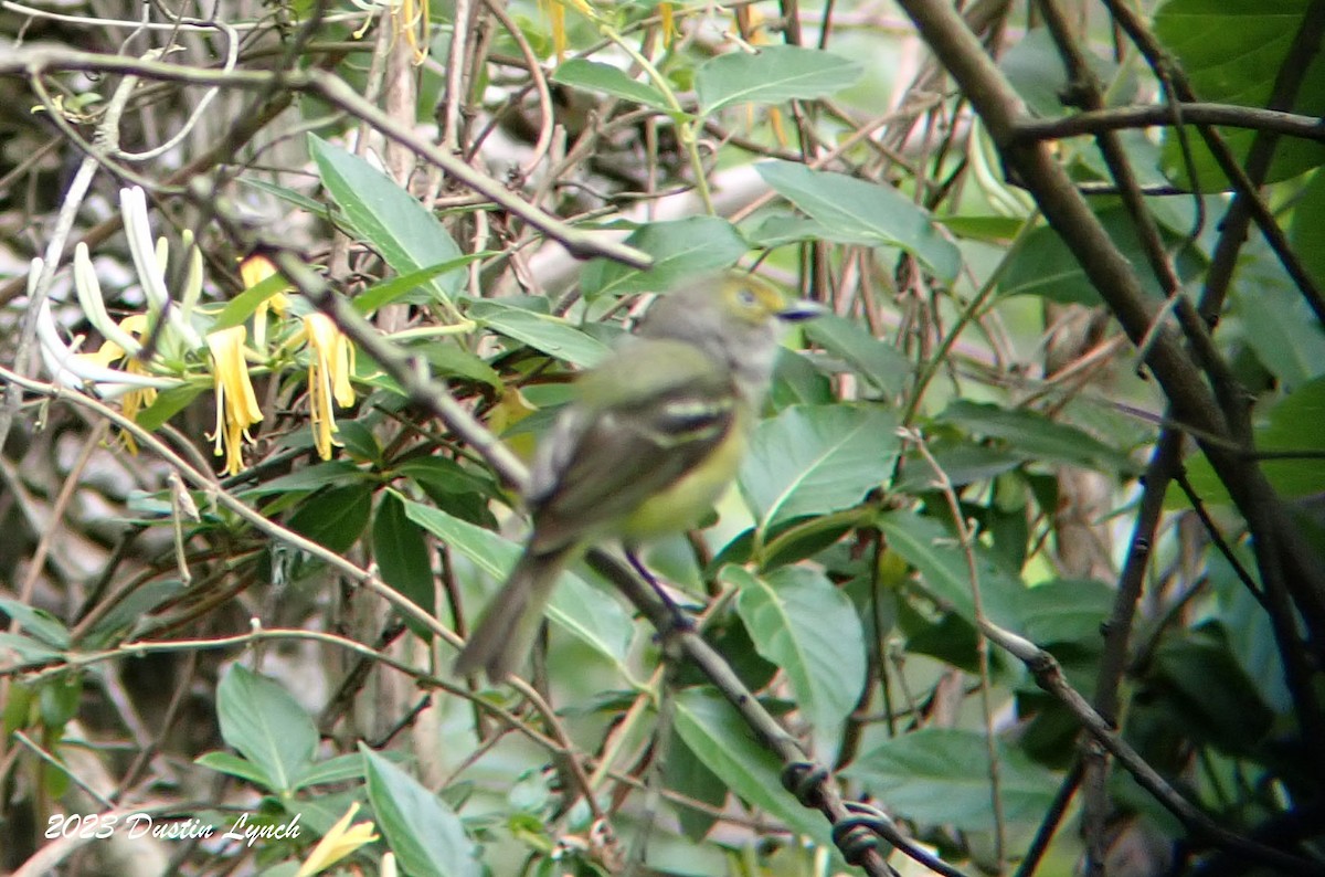 White-eyed Vireo - ML646908142
