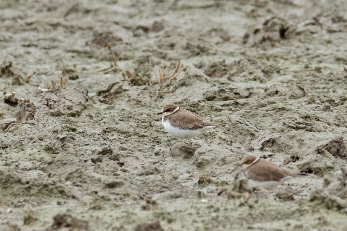 Little Ringed Plover - ML646908147