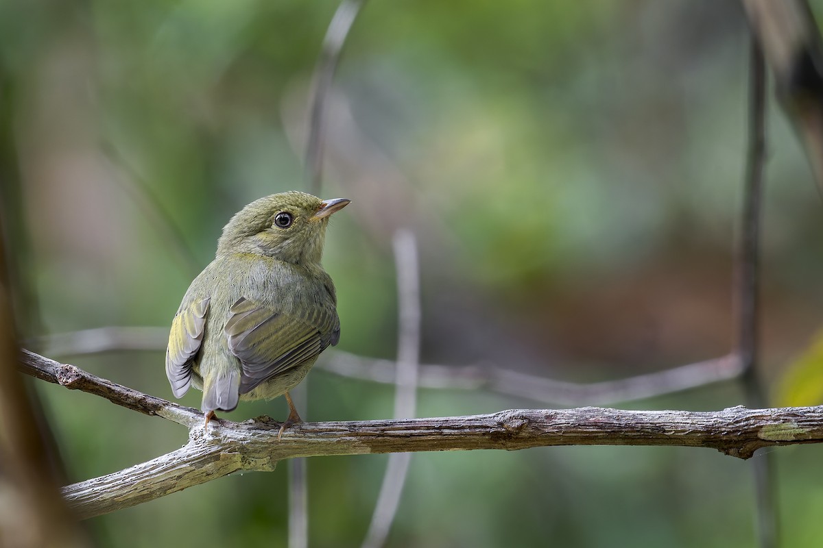 Red-headed Manakin - ML646908150
