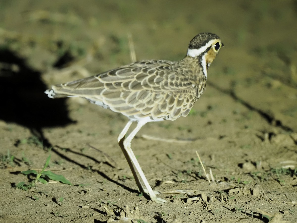 běhulík páskovaný - ML646908154