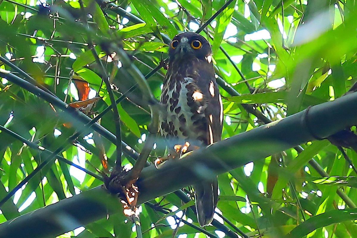 Brown Boobook - ML646908155