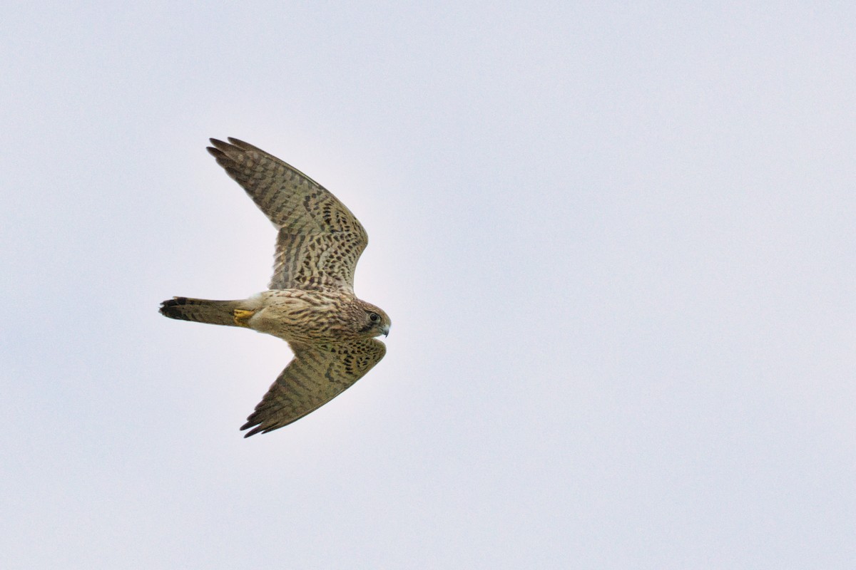 Eurasian Kestrel - ML646908159