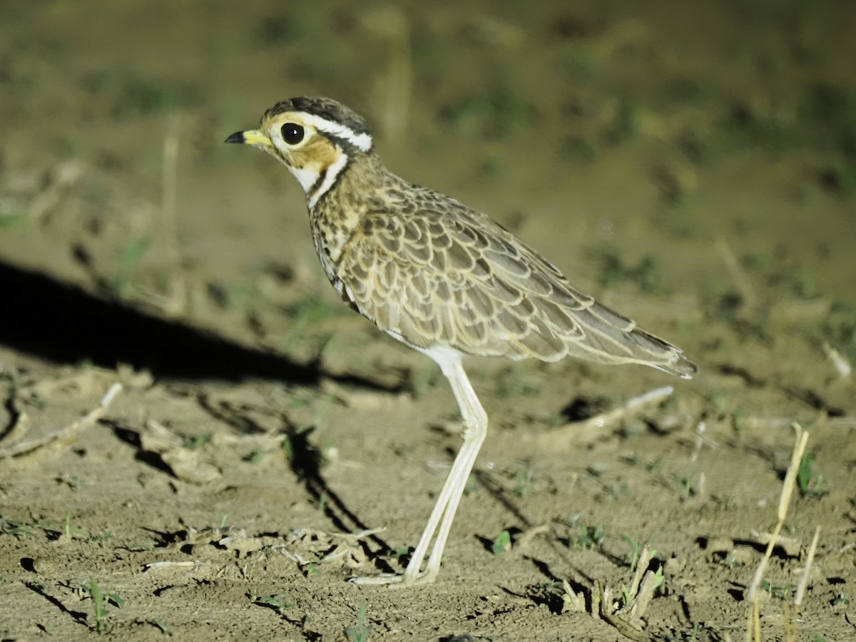 běhulík páskovaný - ML646908160