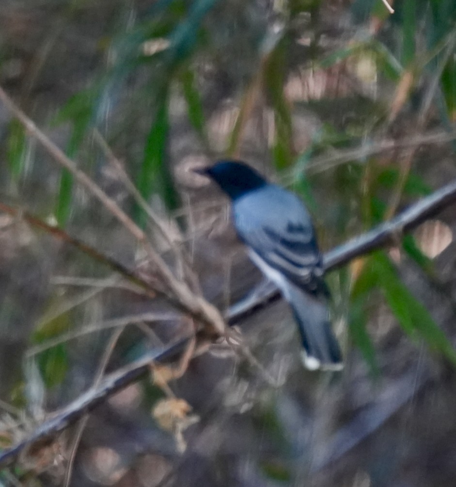 svarthodelarveeter - ML646908164