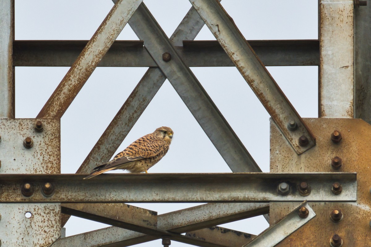 Eurasian Kestrel - ML646908167