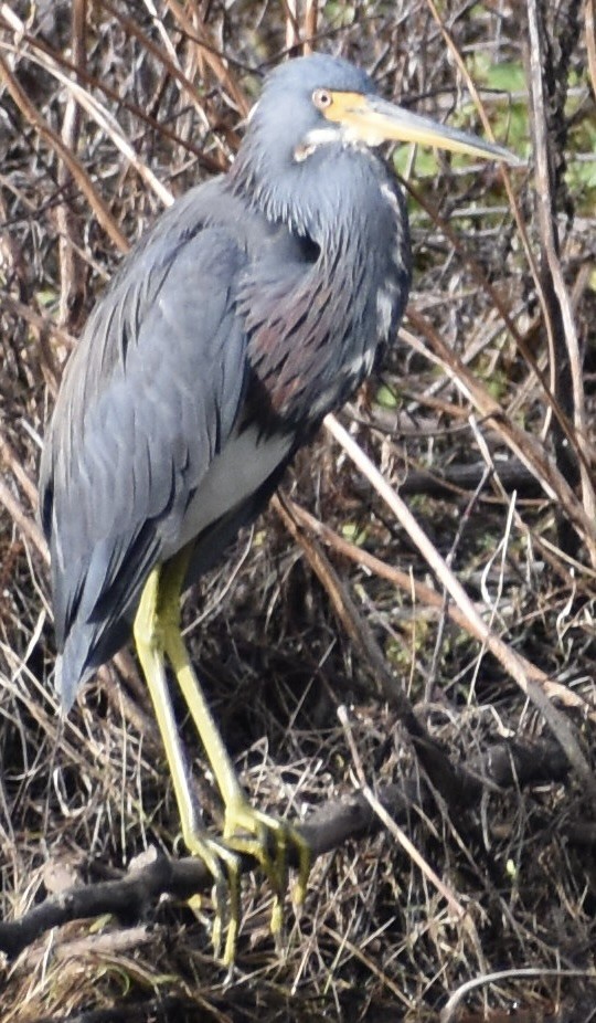 Üç Renkli Balıkçıl - ML646908168