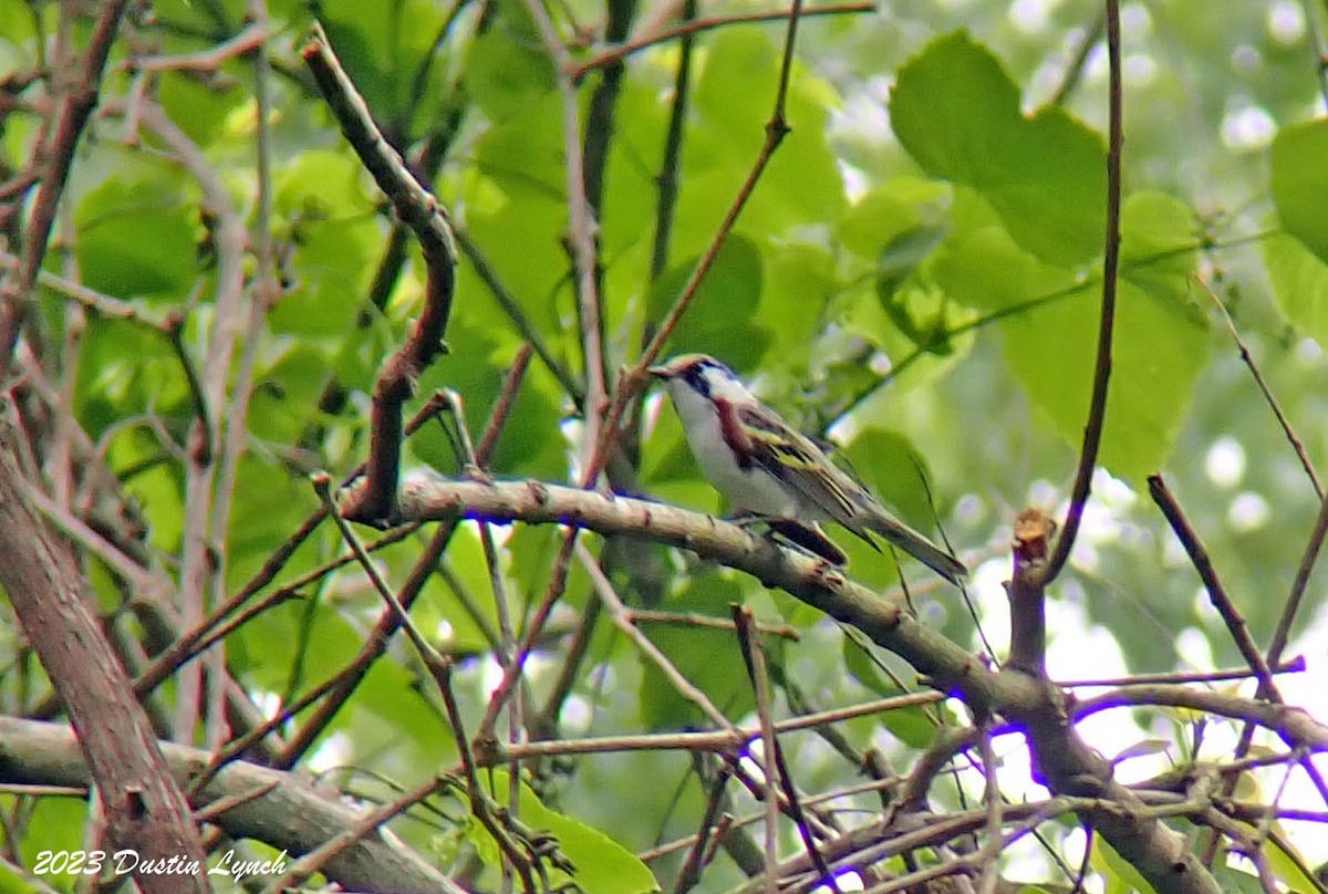 brunsideparula - ML646908171